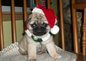 little girl is registered  Pug Puppies Ready to go NO CALL Only TEXT 9087364926