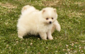 Free Pomeranian puppies seeking homes