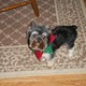 cute  yorkie  for  adoption