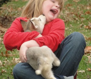 Adorable Siberian husky puppies are ready