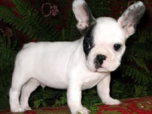 X-MAS FRENCH BULLDOG PUPPIES FOR FREE ADOPTION