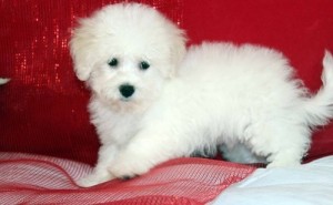 1 Male And 2 Females Bichon Frise Pups Available 4 Xmas!!!