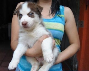 Free Affectionate male and female siberian husky puppies with pedigree