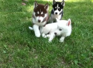 Affectionate male and female siberian husky puppies