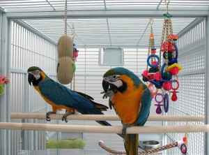 Blued and gold macaws for xmas
