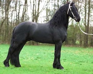 frisian horse available for x mas