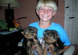 ****AKC Male $ Female YORKIE Puppies For Adoptipon*******