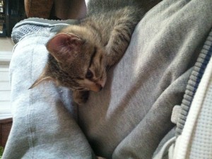 Free kittens