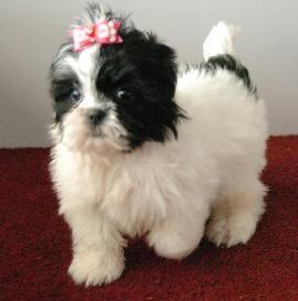 Xmass Shih Tzu puppies