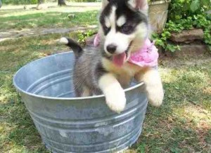 Amazing And Very Cute Siberian Husky Puppies For Chrismas*
