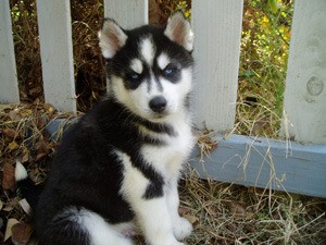 well trained male and female Xmass siberian husky puppies
