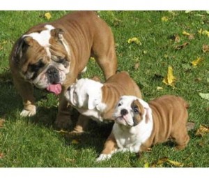 Male and Female english bulldog Puppies For Adoption