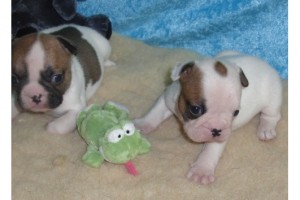 french bulldog  puppies for christmas