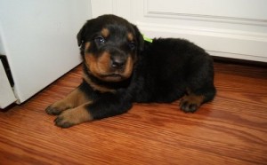 MALE AND FEMALE CARMING ROTTWEILER PUPPIES FOR FREE ADOPTION/AVAILABLE.GET BACK TO US WITH YOUR PHONE NUMBER.