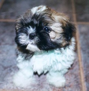 shih tzu puppies for adoption