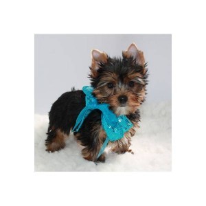 !!!!!!!!!!!!!Get your own christmas yorkie puppies now!!!!!!!!!!!!!!!!