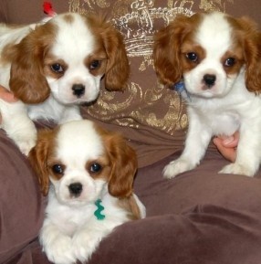 CAVALIER KING CHARLES SPANIELS PUPPIES FOR SALE
