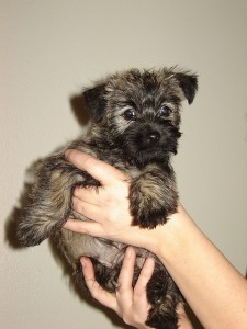 Cairn Terrier Puppies For adoption