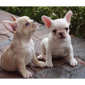 French bulldog puppies