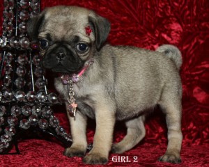 Affectionate and Talented Pug Puppy