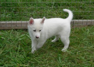 Awesome Charming Pure White Siberian Husky Pups For Xmas
