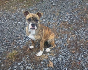 Cute Olde English Bull Dog Puppy