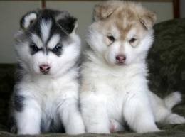 nice looking siberian husky puppies for these x mas season....