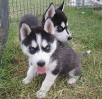 Blue eyes Siberian Husky Puppies