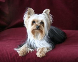 Adorable Female Teacup Yorkie