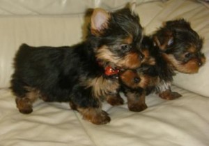 Male and Female AKC T-cup Yorkie Puppies for Xmas