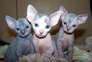 Sphynx kittens ready for Christmas