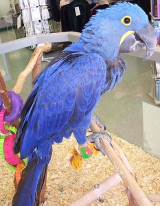 Hyacinth Macaw Babies for Adoption Now