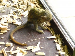 Pygmy Marmoset for sale,