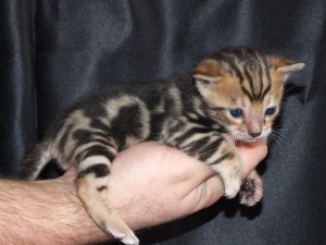 male and female Bengal kitten for adoption.