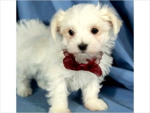 Affectionate cute male and female Teacup Maltese puppies for your family