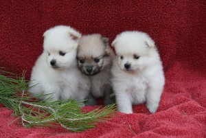 Tiny fluffy pom puppies available.Visit webpage now