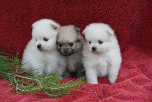 Tiny fluffy pom puppies available.Visit webpage now