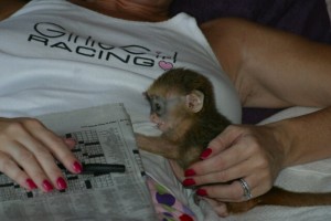 trained Baby Face Capuchin Monkeys available for adoption TEXT US AT 6017791062