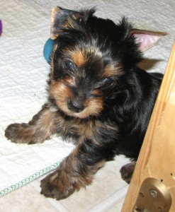 AKC T-cup YORKSHIRE TERRIER Puppy for good home contact at (541) 945-8430