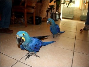 Perfect Gift For Your Home Hyacinth Macaw Birds Text Only 925-231-7103