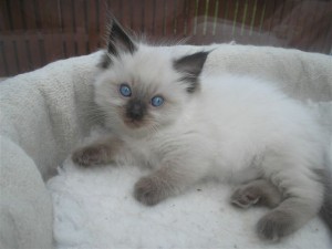 Ragdoll Kittens Ready for Christmas