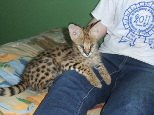 TICA Reg Serval Kitten Ready For X-mas Gift.