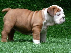 healthy Xmas english bulldog (call or text 6304782429)