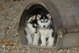 Wonderful Siberian Husky puppies ready for adoption
