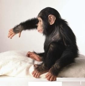 Outstanding baby Chimpanzee monkey for adoption