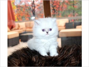 Beautiful Blue Point Baby Boy Himalayan Persian Kitten  for x mass.