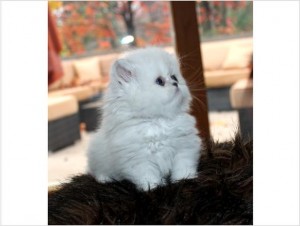 Tiny Teacup Persian Kittens Available ~ 24 Years Experience!  for xmass