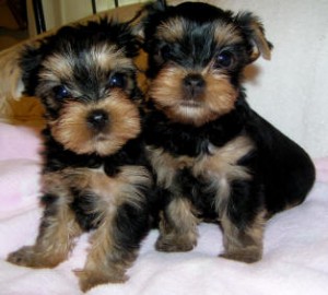 Free Top quality Yorkie puppies ready to go