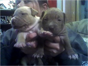 American Pit Bull Terrier Puppies