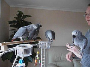 ***1yr Old Congo African Grey Parrots, Adoption***